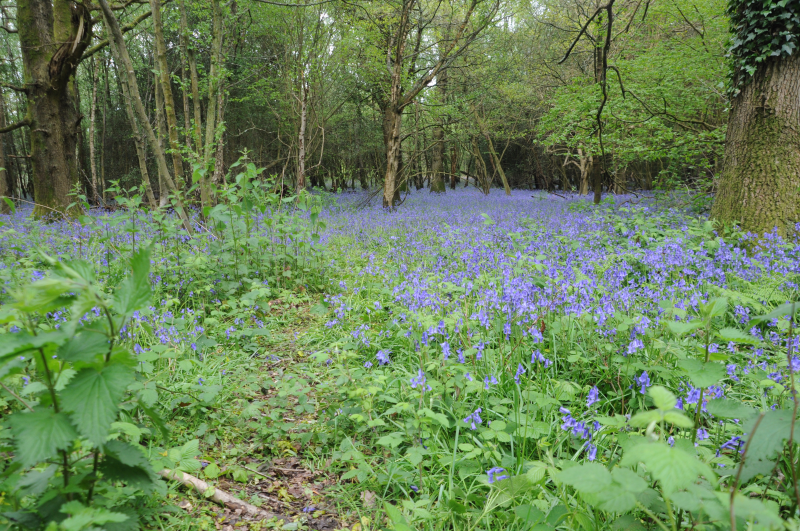 Bluebells.
