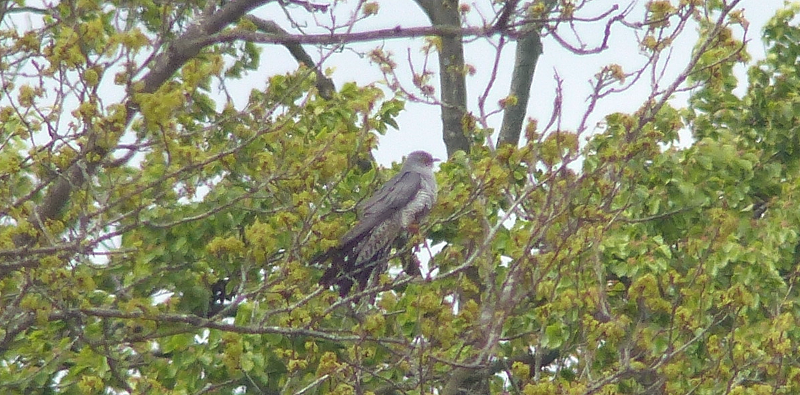 A distant Cuckoo.