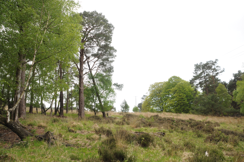 Redstarts were on the left hand forest edge here. Honest.