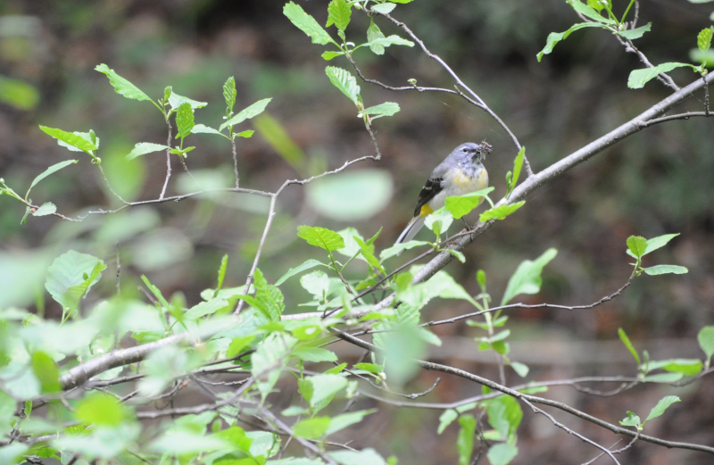Love a Grey Wagtail.