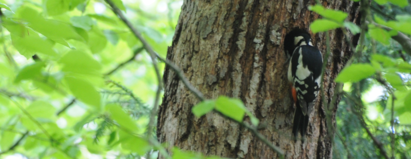 Female Great-spotted Woodpecker returns to her nest hole.