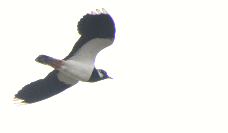 Hush now, Lapwing.