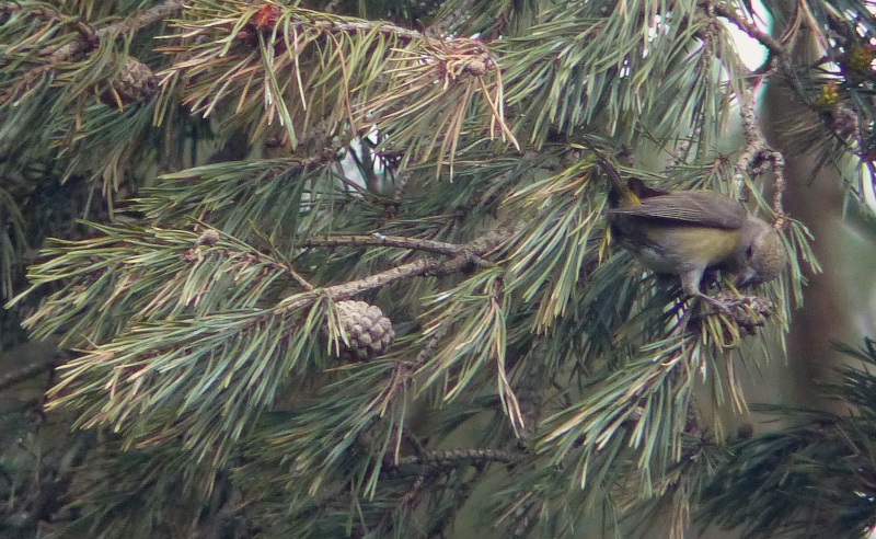 A female crossbill attacks a cone.