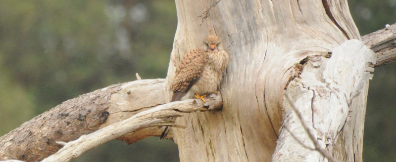 This Kestrel looked like this was one of the few days where the
         wind was not its friend.
