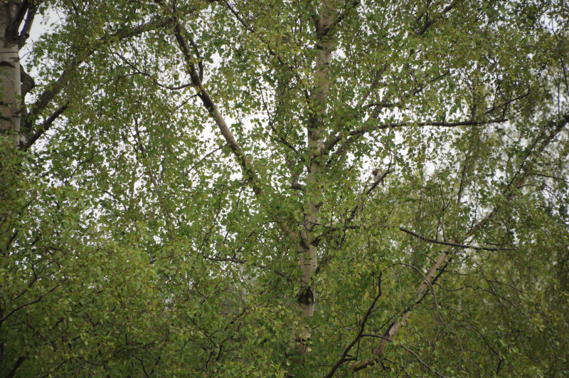 Tree Pipit. It's in there somewhere. Good Luck.