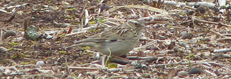 Woodlark!