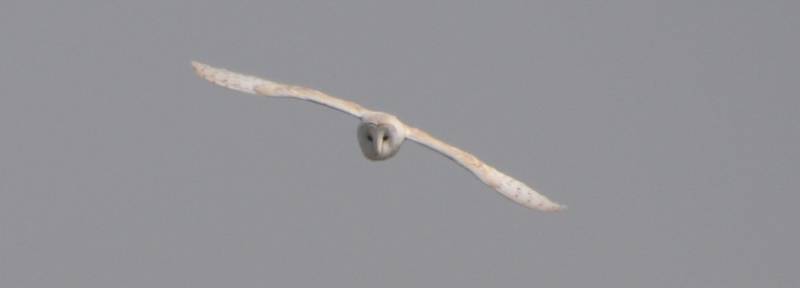 A pale specimen.