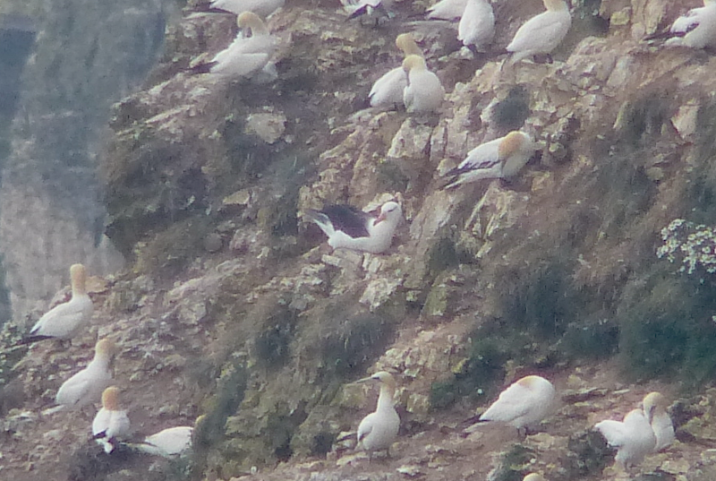 The most record shot of record shots.