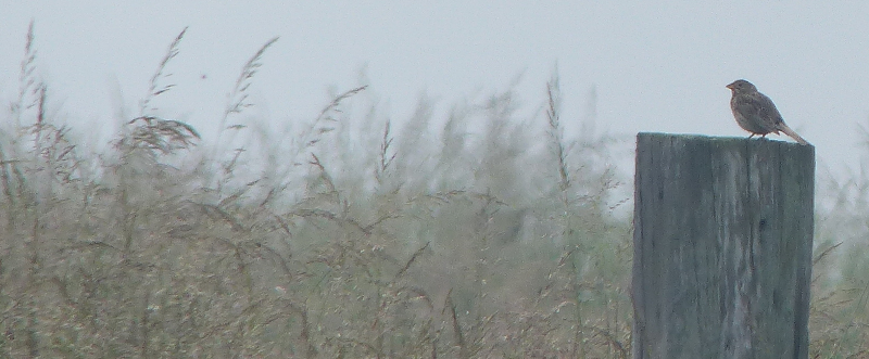 Corn Bunting shouting from a post. Not actually shouting in this
         photo though sadly.