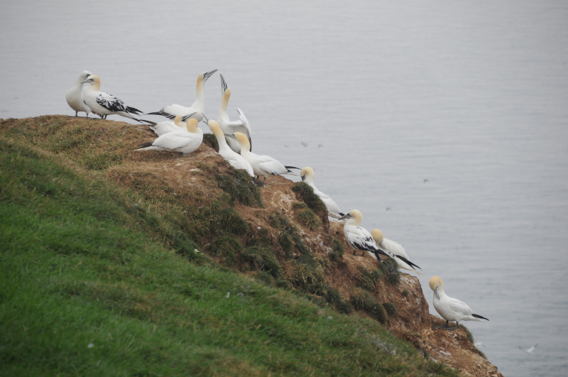 A pastoral Gannet scene.