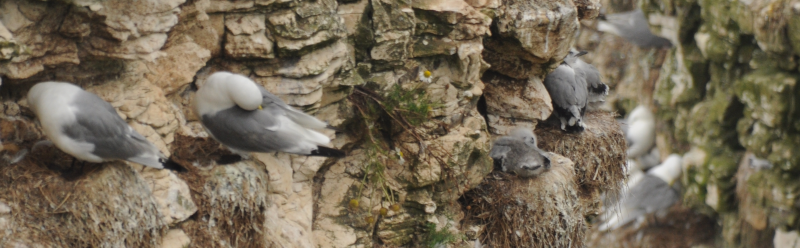 Kittiwakes