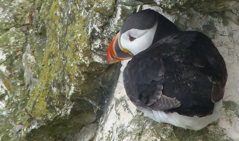 Bonus puffin.