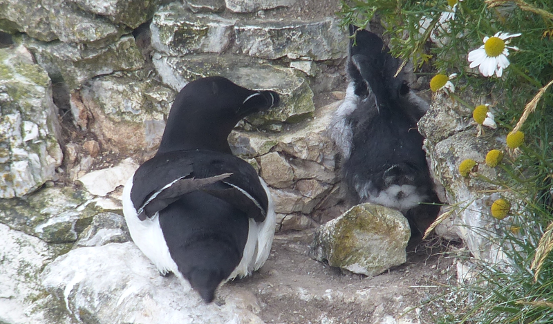 Parent Razorbill doing a good job of blocking the way here.