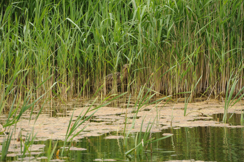 An uncharacteristically uncryptic Bittern from a 2019 trip.